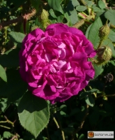 Rosa centifolia 'William Lobb' -- Strauchrose 